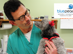 BluePearl Header- Veterinary Public Relations, Media Relations