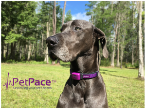PetPace - Veterinary Public Relations Marketing