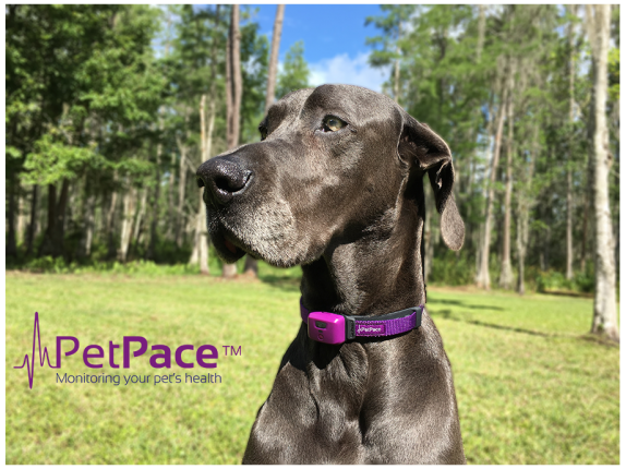 PetPace - Veterinary Public Relations Marketing